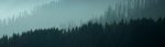 banner_forest