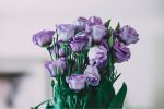 purple-roses